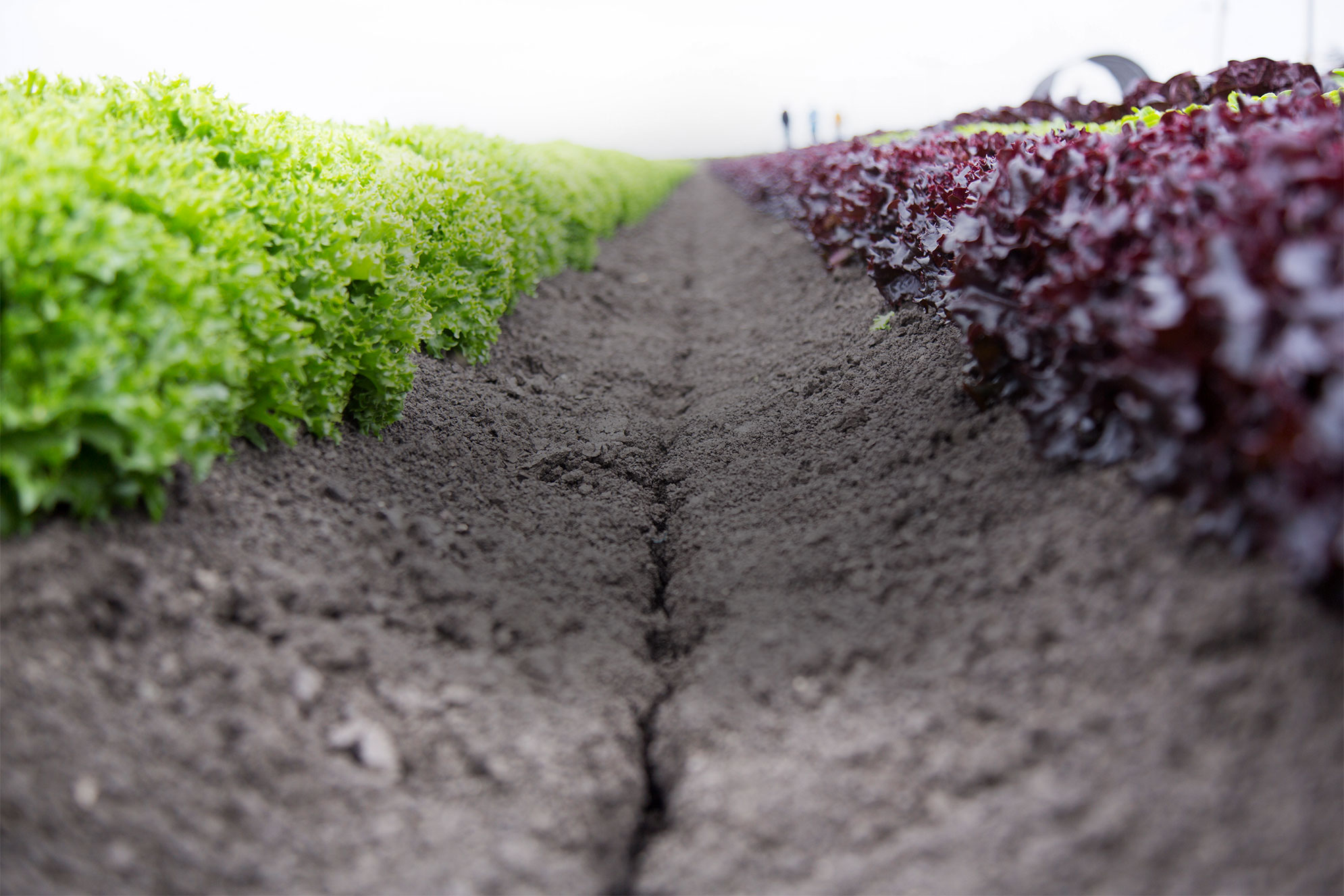 naturalextractionbackground Actagro