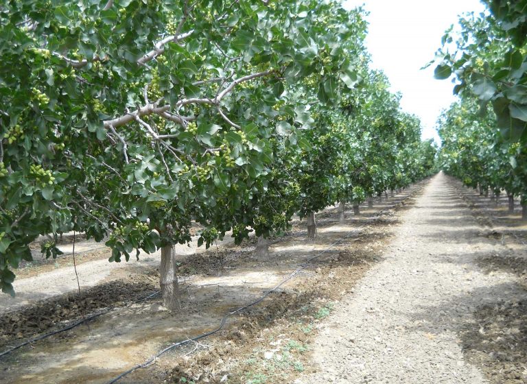 pistachiotrees Actagro