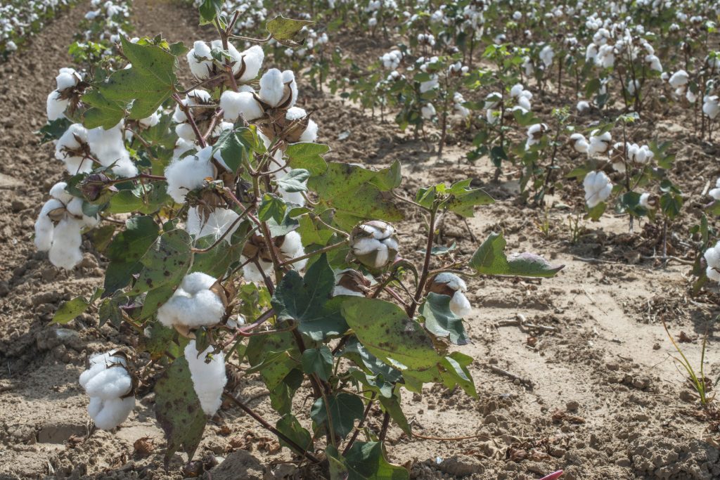 40513153 cotton plants field. sunny day Actagro