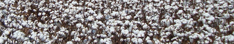 Supercharge Your Cotton